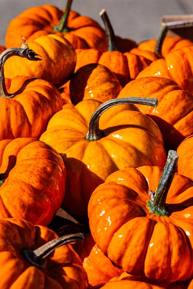 Orange gourds-Cucurbita